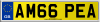 AM66 PEA